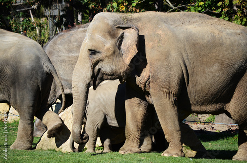Photography elephants