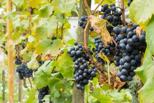 Ripe blue grapes in a vineyard
