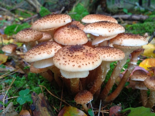 Hallimasch im Wald