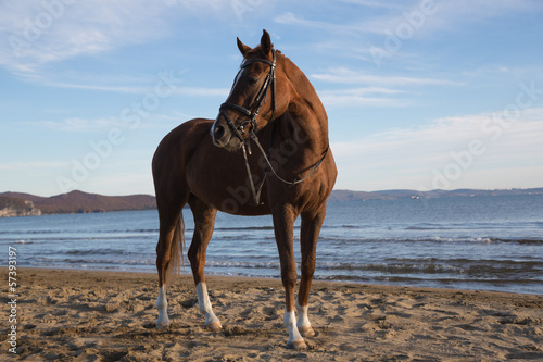 Beautiful horse on the coast.