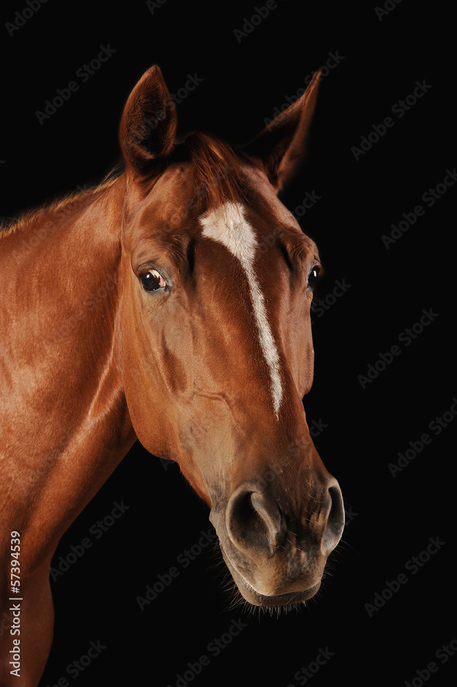 Pferd Fuchs Kopfportrait