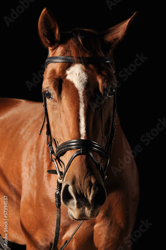 Pferd Fuchs frontal im Studio