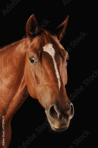 Pferd Fuchs Kopfportrait © lwfoto