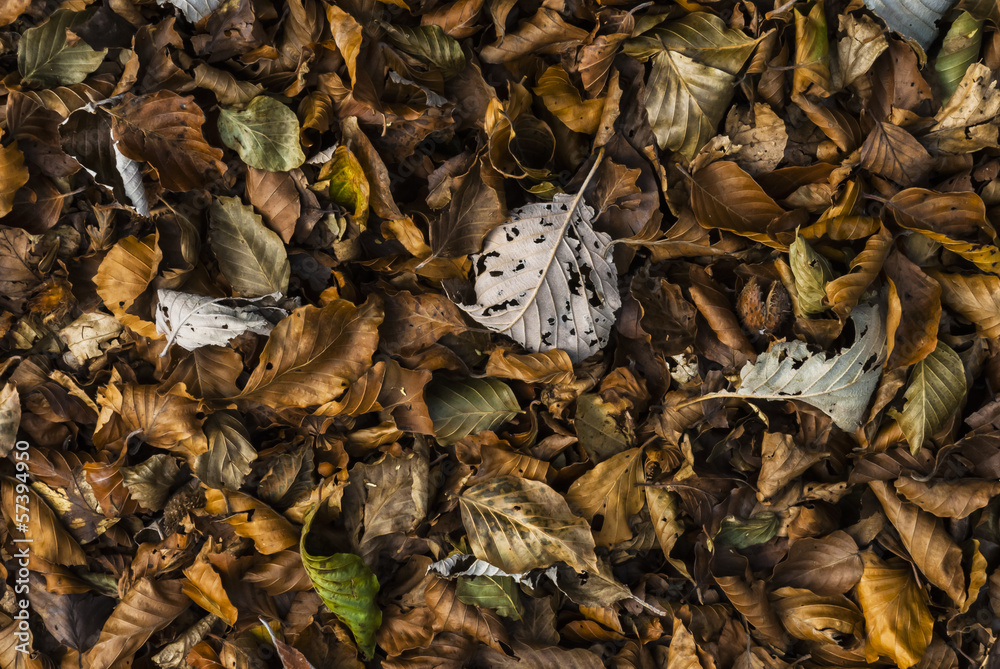 Fallen leaves in autumn Fallen leaves in autumn