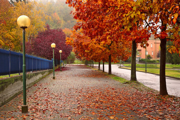 Wandcirkels Herfst Herfstbomen langs straat in Alba  © Rostislav Glinsky