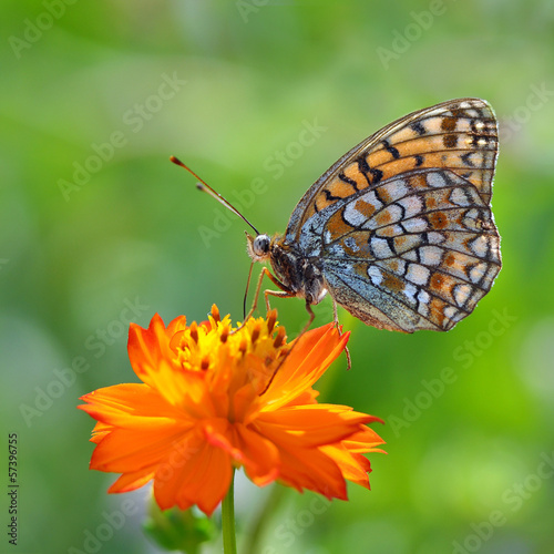 Butterfly on a orange flower