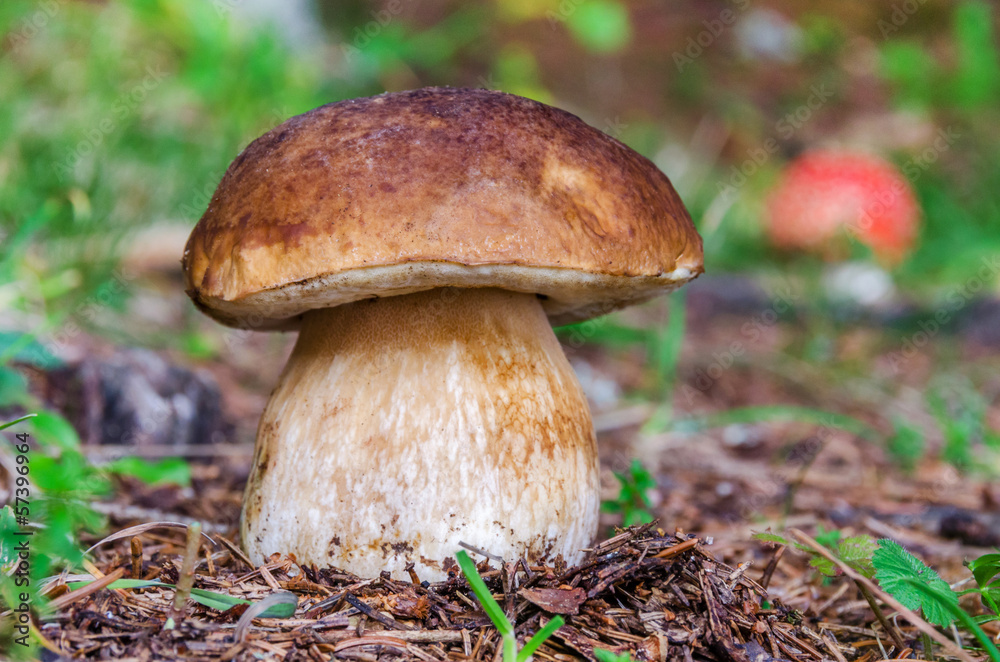 boletus edulis