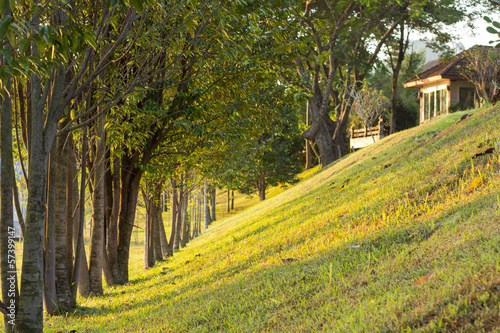 Tree row in the slope garden