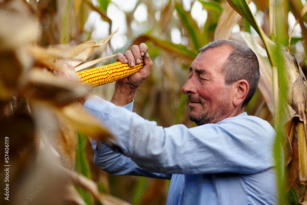 Fototapeta premium Farmer at corn harvest