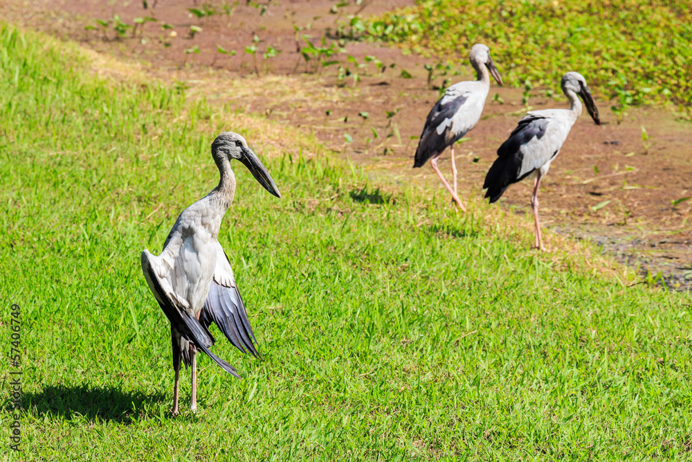 Fototapeta premium Open-billed stork