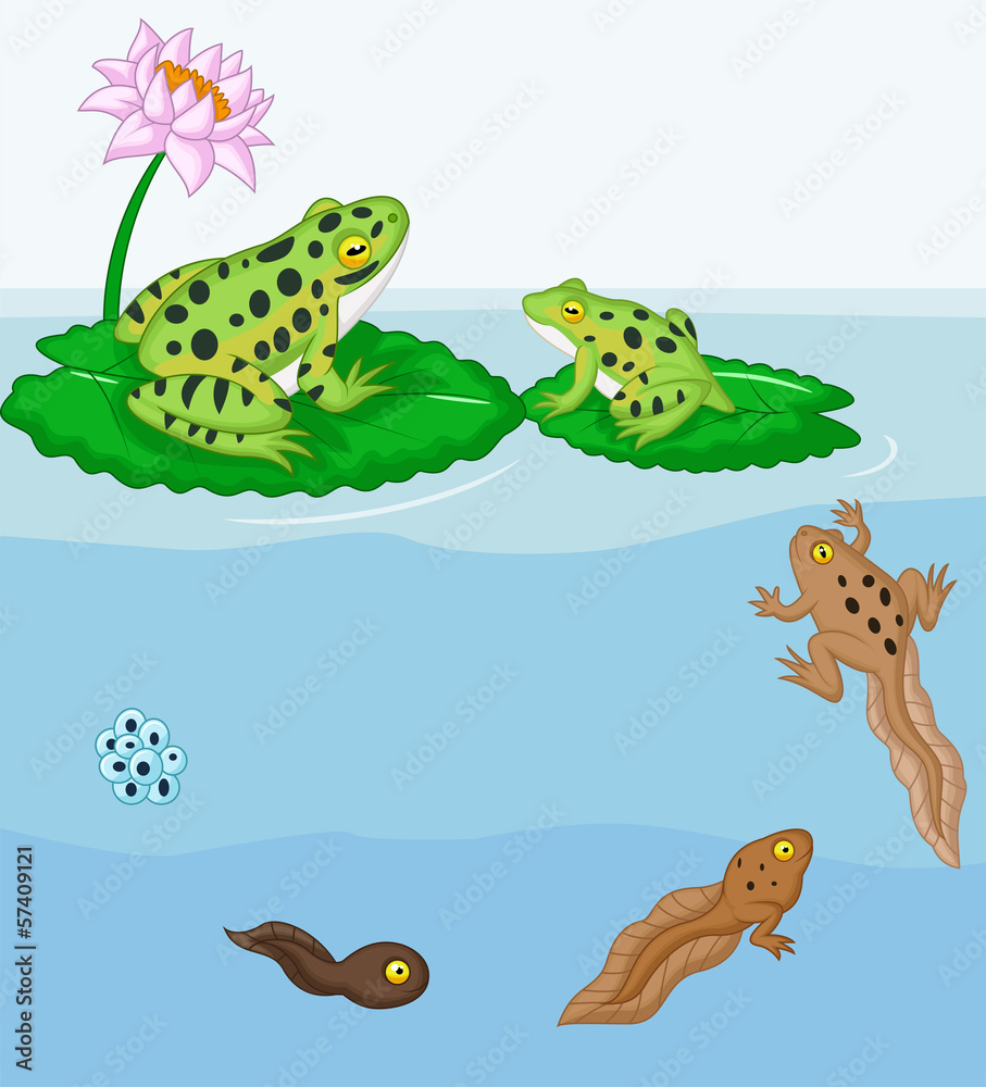 Fototapeta premium Frog metamorphosis