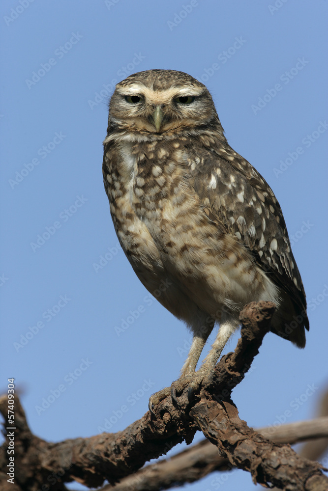 Obraz premium Burrowing owl, Speotyto cunicularia