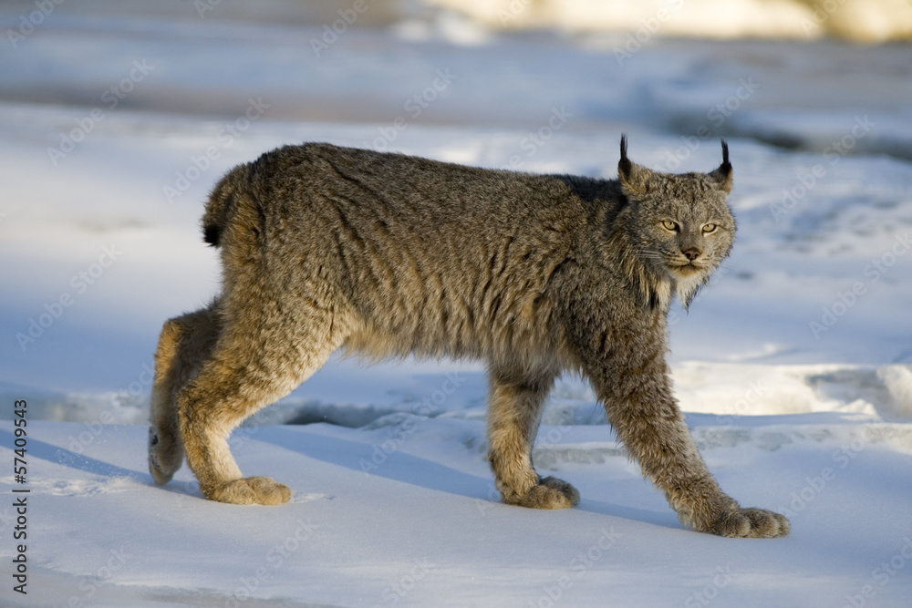Naklejka premium Ryś kanadyjski, Lynx canadensis
