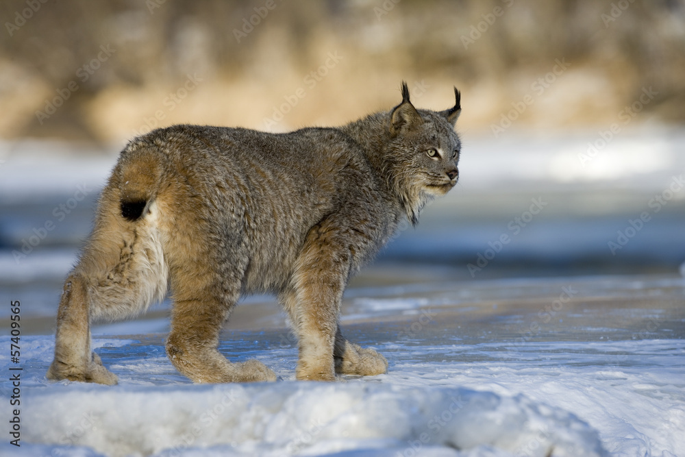 Obraz premium Canadian lynx, Lynx canadensis