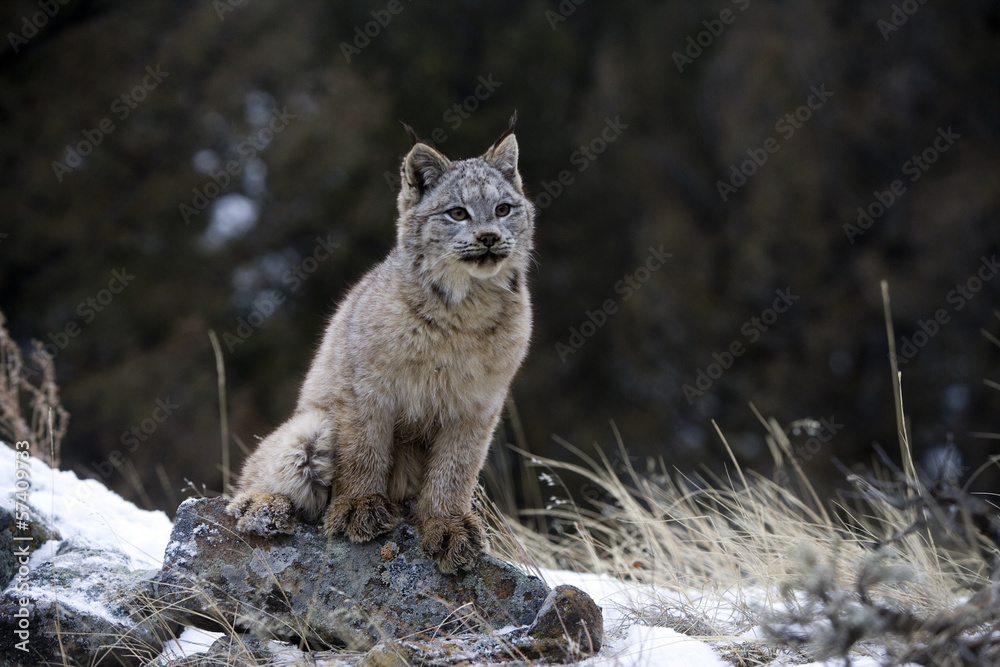 Naklejka premium Canadian lynx, Lynx canadensis