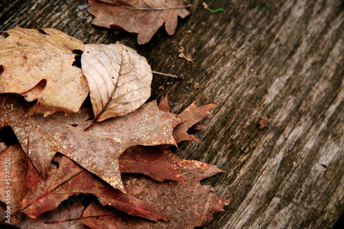 autumn leaves on a board photo