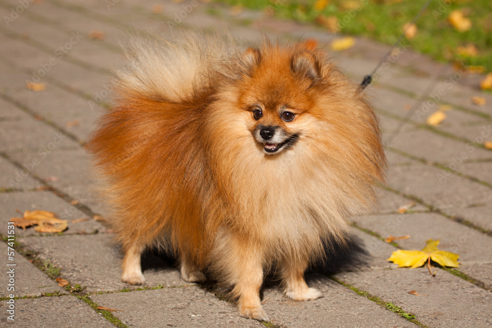 Orange Pom Orange Pom