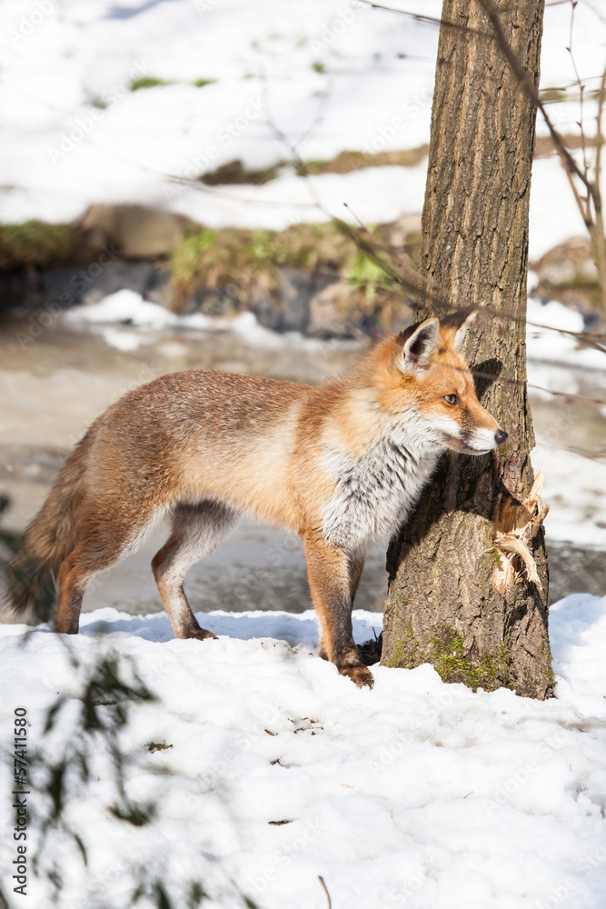 hunting fox