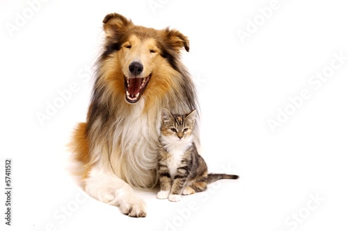 Collie Hund und Katzenbaby sitzend photo