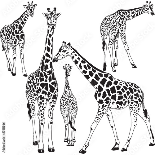 Giraffe collection