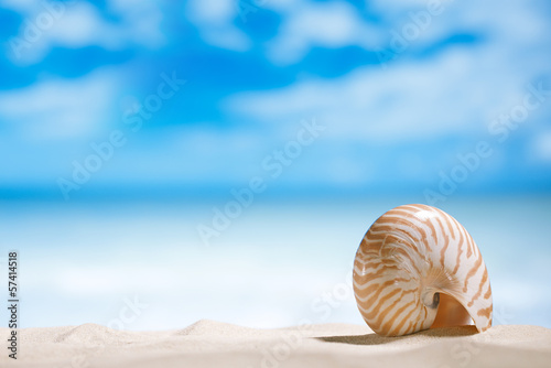 nautilus shell with ocean , beach and seascape, shallow dof