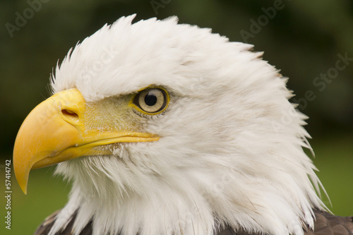 Portrait of an American eagle