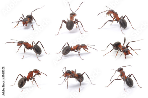 brown forest ants
