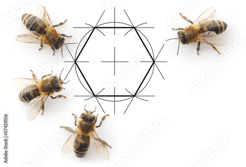 bees and drawing honeycombs