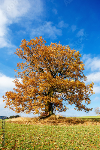 alone orange autumn tree on a green field