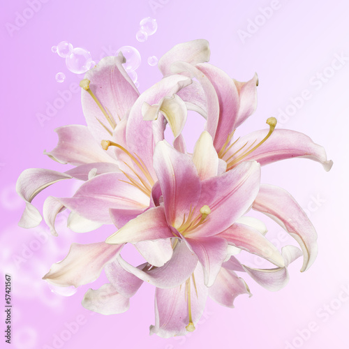 Beautiful flower card.Pink Lily