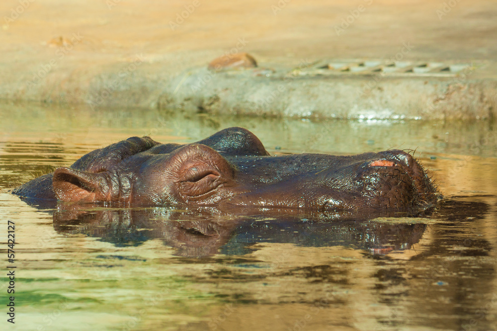 Fototapeta premium Hippo relaxing in water