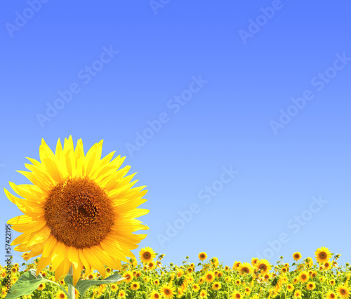 Fototapeta Naklejka Na Ścianę i Meble -  Sunflower