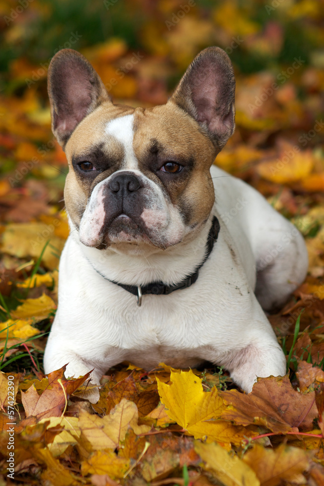 Naklejka premium French Bulldog, Französische Bulldogge, Bouledogue
