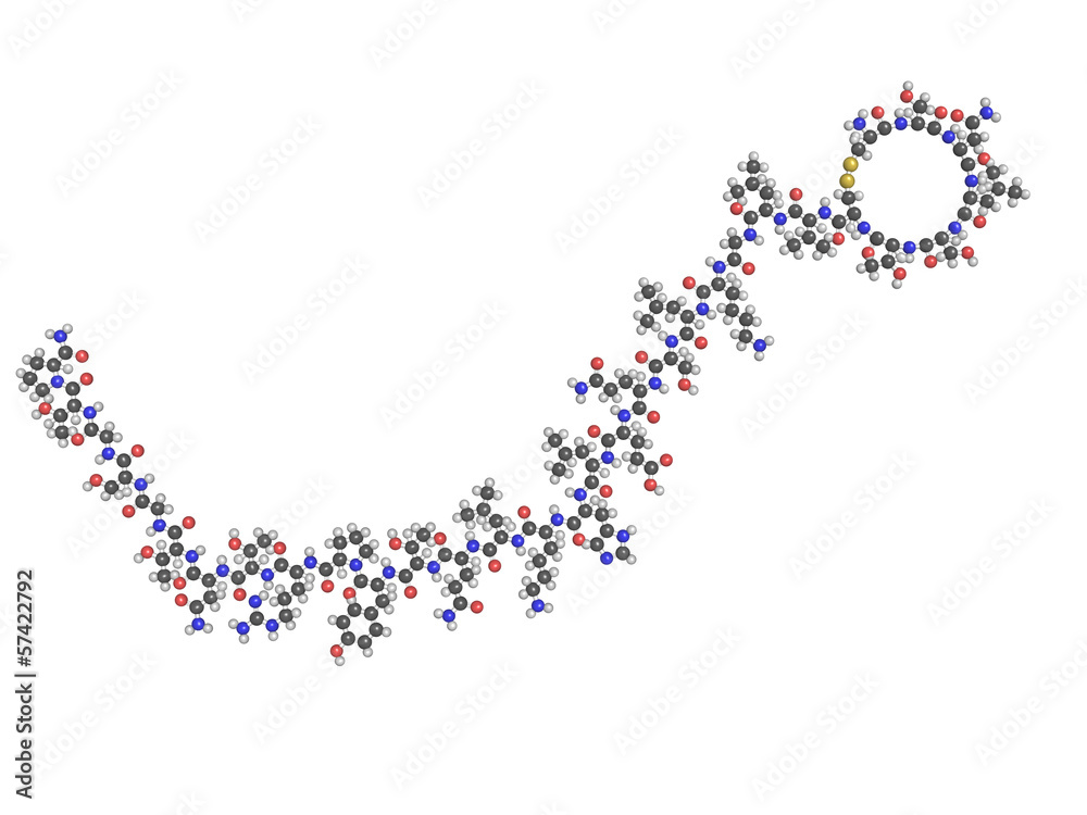 Fototapeta premium calcitonin peptide hormone drug