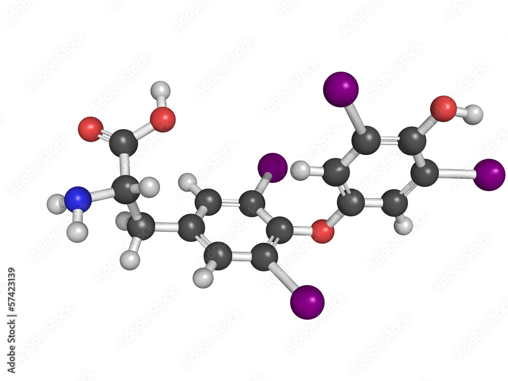 Thyroxine thyroid gland hormone molecule Thyroxine thyroid gland hormone molecule