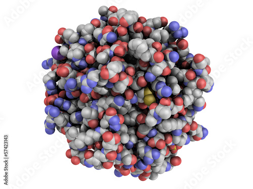 Structure of thrombin blood-clotting enzyme photo