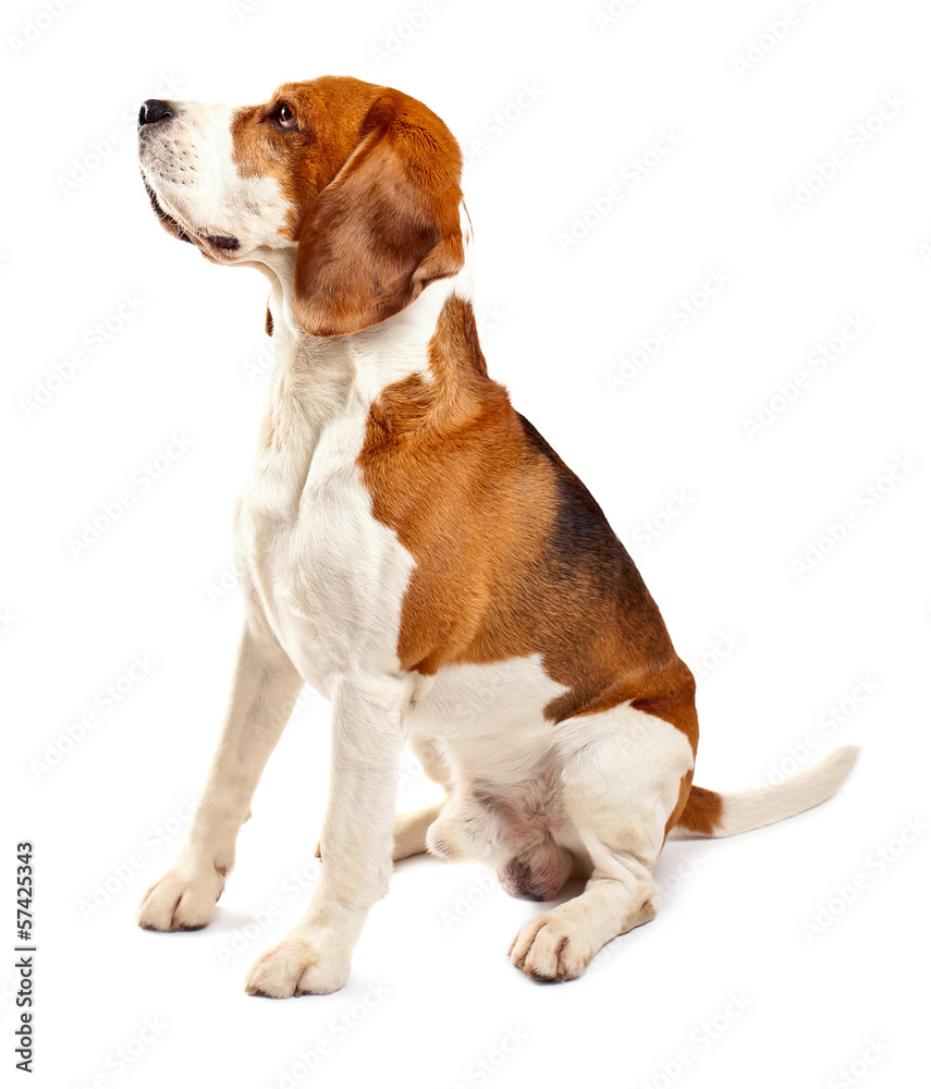 beagle  on white