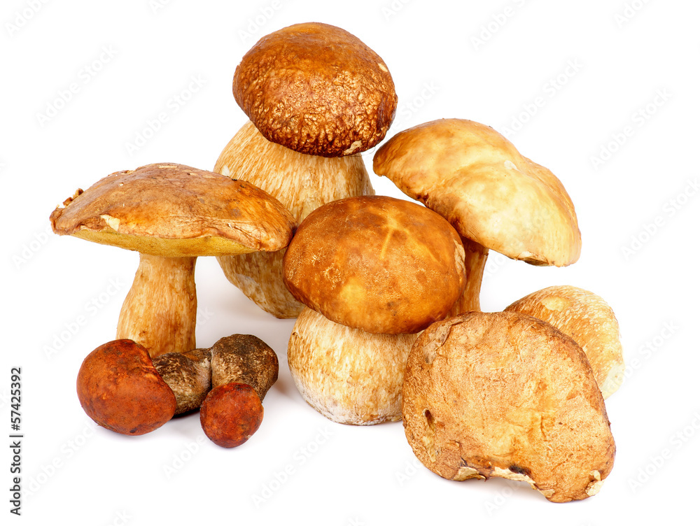 Forest Mushrooms Forest Mushrooms