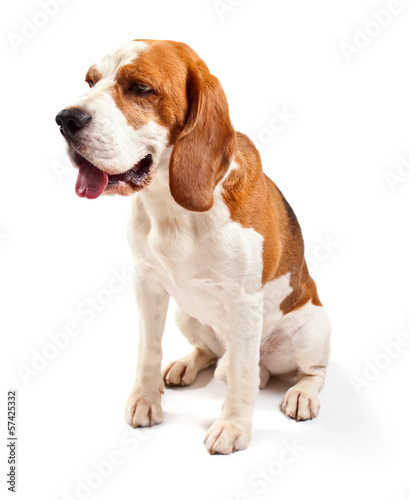 beagle on white
