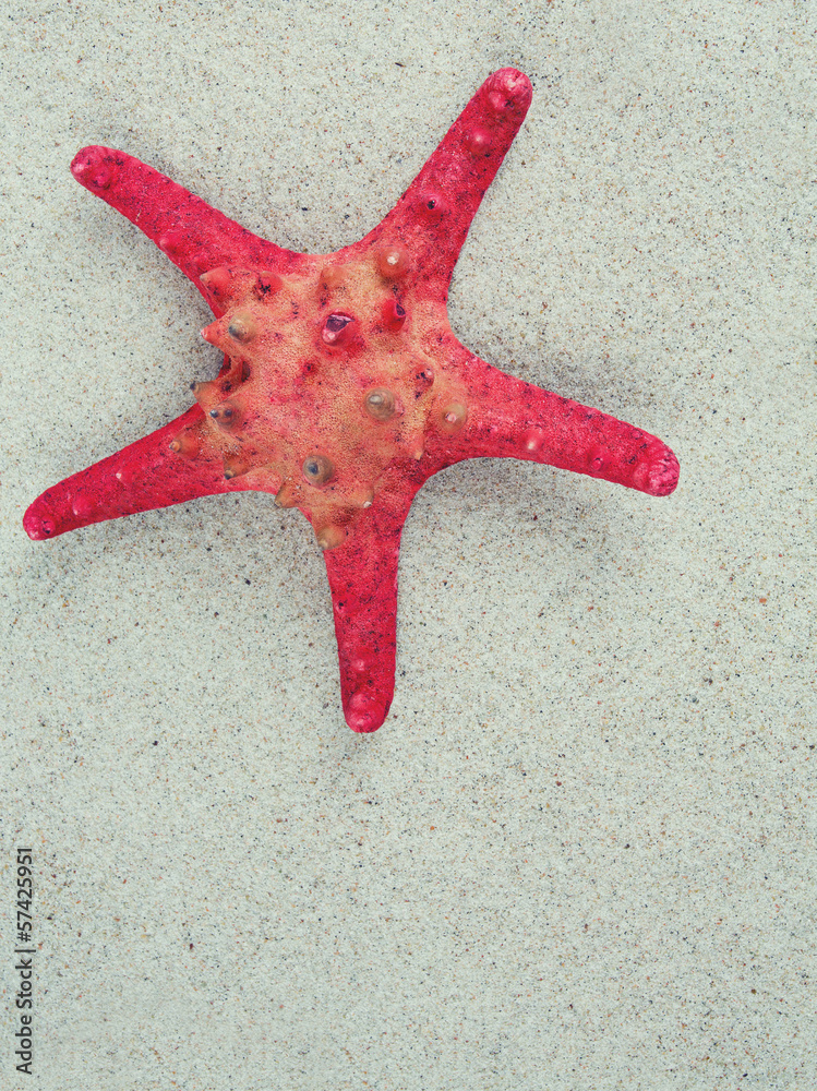 sea shells on sand and empty space for your text sea shells on sand and empty space for your text