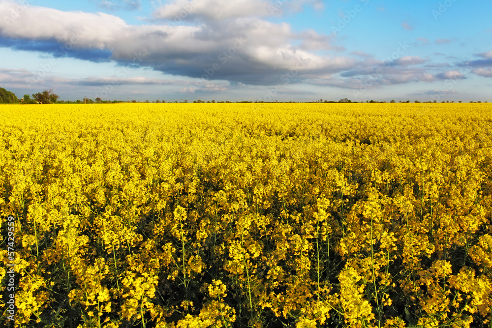 Canola Yellow field