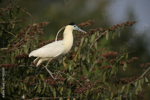 Capped heron, Pilherodius pileatus,