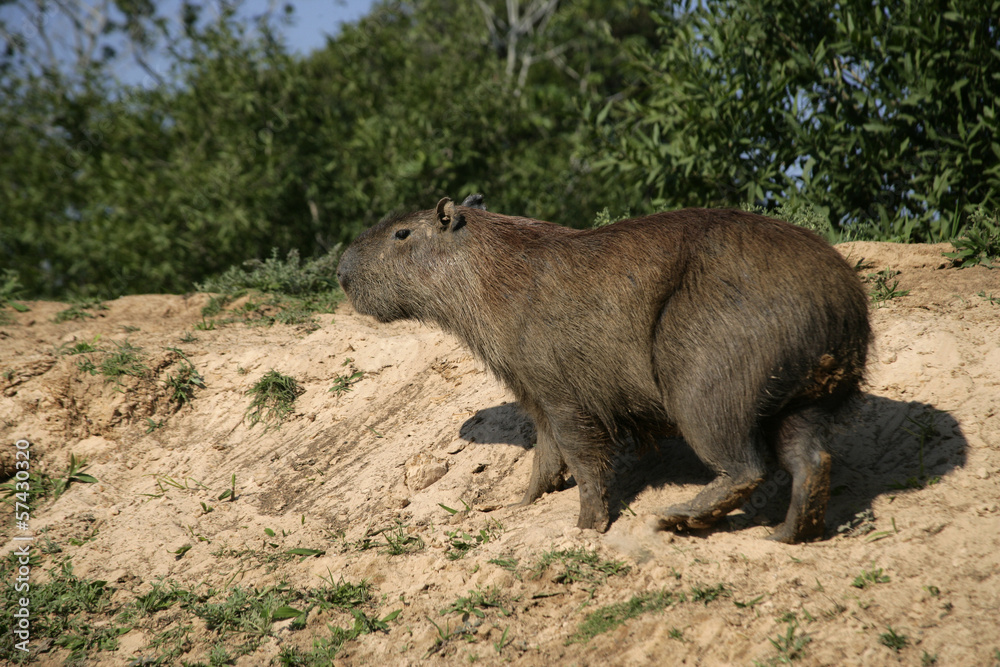 Capybara, Hydrochoerus hydrochaeris