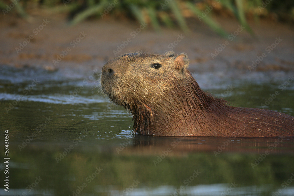 Capybara, Hydrochoerus hydrochaeris Capybara, Hydrochoerus hydrochaeris
