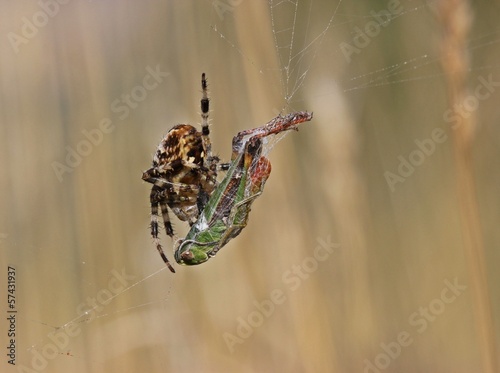 Heidegrashüpfer (Stenobothrus lineatus) in misslicher Lage... photo