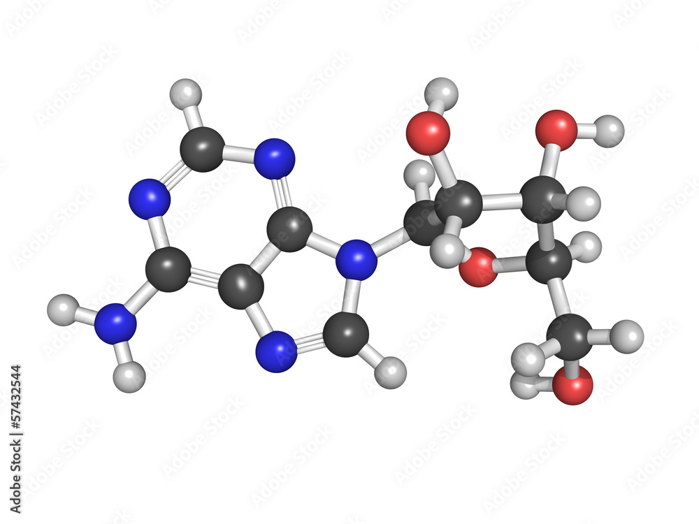 Adenosine (A) nucleoside molecule, chemical structure. This is o