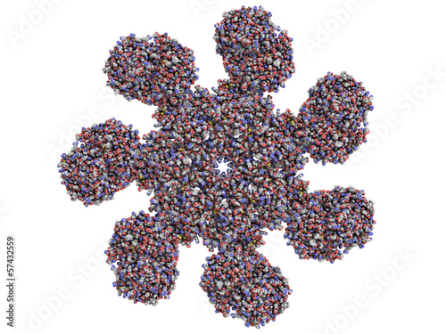 apoptosome is a large quaternary protein structure formed in the photo