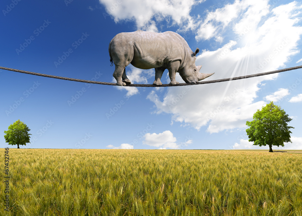 Obraz premium Rhino Walking on Rope