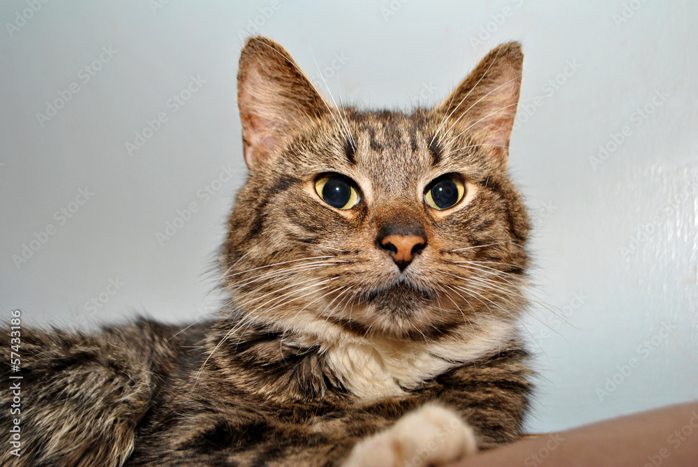 Obraz premium Pretty Tiger Cat