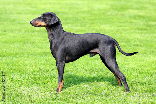 Fotografija Manchester Terrier on a green grass lawn